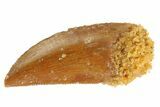 Serrated Raptor Tooth - Real Dinosaur Tooth #333312-1